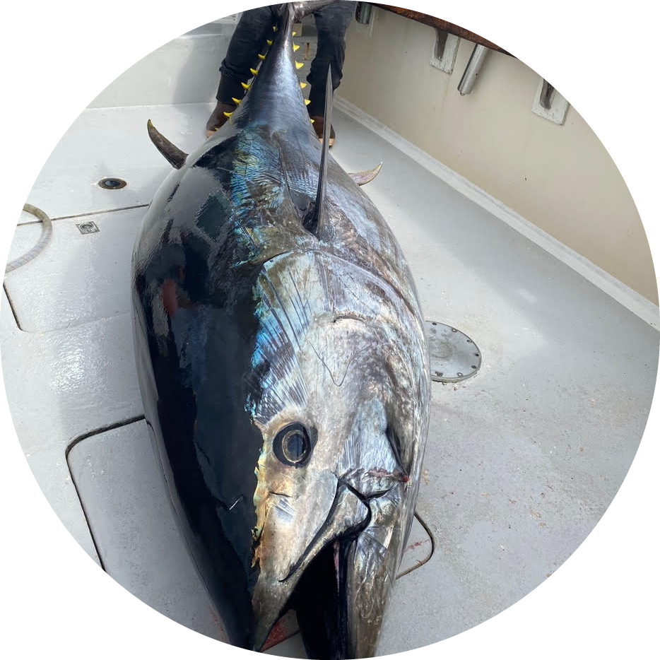 tuna-fishing-orleans-cape-cod
